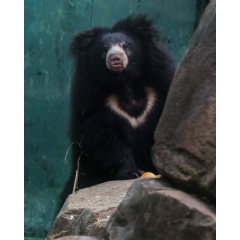 Female sloth bear Remi in her enclosure at the National Zoo. 

Photo credit: Ann Gutowski, Smithsonian’s National Zoo