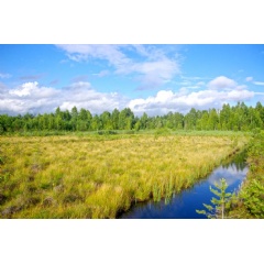 It is peatlands like this one in Pūsčia, north of Vilnius, that are under increasing threat from drainage and agricultural cultivation
Source: L Jarasius, LIFE Peat Restore project