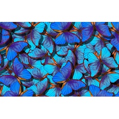 New technology displays color that uses nanoscale structures inspired by butterflies.

Credit: UCF