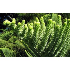 Araucaria heterophylla (Norfolk Island Araucaria) foliage from a mature tree in Auckland, New Zealand.
Credit: Wikimedia Commons