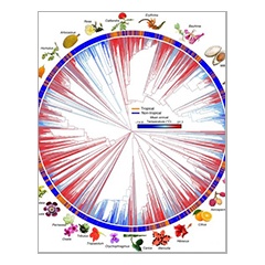 Researchers assembled this rosid phylogeny, a map of the group’s evolutionary relationships.
Credit: Sun et al.