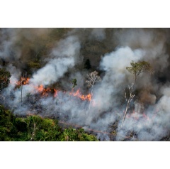New images show widespread destruction of the Amazon.  Christian Braga / Greenpeace