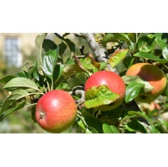 The apple trees at Nunnington Hall in North Yorkshire have had an excellent year Alice Ostapjuk
