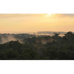 New research shows that simply preserving forests will not maintain rainforest biodiversity.
Credit: Vitek Jirinec, LSU