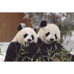 Giant pandas Mei Xiang (left) and Tian Tian (right) will continue to live at the Zoo through the end of 2023 per a three-year agreement extension. (CWCA). Photo: Ann Batdorf, Smithsonian’s National Zoo