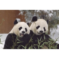 Giant pandas Mei Xiang (left) and Tian Tian (right) will continue to live at the Zoo through the end of 2023 per a three-year agreement extension. (CWCA). Photo: Ann Batdorf, Smithsonian’s National Zoo