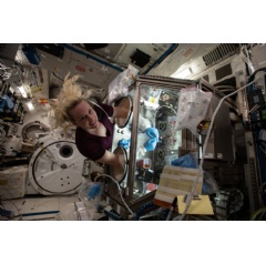 NASA astronaut and Expedition 64 Flight Engineer Kate Rubins works inside the Life Sciences Glovebox aboard the International Space Station, conducting research for the Cardinal Heart study.
Credits: NASA