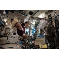 NASA astronaut and Expedition 64 Flight Engineer Kate Rubins works inside the Life Sciences Glovebox aboard the International Space Station, conducting research for the Cardinal Heart study.
Credits: NASA