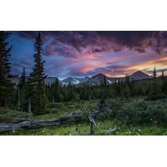 Meadows, forests and mountain ridges create the high alpine landscapes of Niwot Ridge in the Rocky Mountains.
Credit: William Bowman