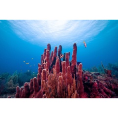 Coral reefs, such as Los Jardines de la Reina, pictured, have microbes that may help protect the coral against certain nutrient imbalances.
Credits:
Image: Robert Walker