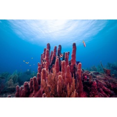 Coral reefs, such as Los Jardines de la Reina, pictured, have microbes that may help protect the coral against certain nutrient imbalances.
Credits:
Image: Robert Walker