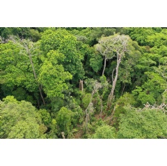 Tropical trees may grow to be more than 250 feet (77 meters) tall. Note person in red on the forest floor, below. Credit: Evan Gora, STRI