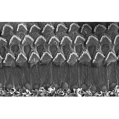 Scientists have found a link between genetic mutations and hearing. Pictured: Cochlea in a mouse.
Credit: Tingfang Chen