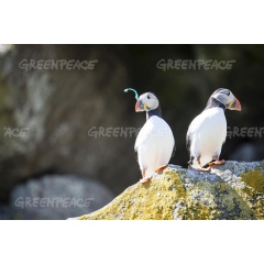 Puffins on Shiant Isles in Scotland
Credit:
 Will Rose / Greenpeace
