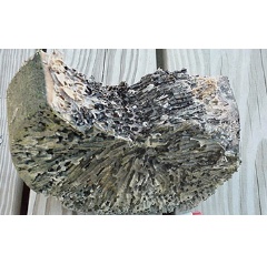 Section of a piling attacked by shipworms in Belfast, Maine.

Credit: Barry Goodell