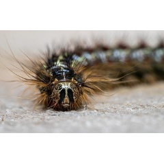 Study reveals threshold of reserves necessary for trees to survive insect defoliation.
Credit: Harvard Forest