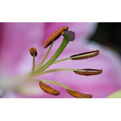 By centurys end, spring pollen emissions could begin 40 days earlier.

Credit: Wikimedia Commons