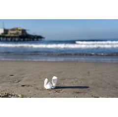 Remains of an expanded polystyrene (foam) drinking cup on a Santa Monica beach. Photo credit: Emily Brauner for Ocean Conservancy