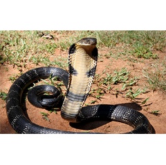 More than one in five reptile species are threatened with extinction.

Credit: Wikimedia Commons