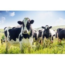 Helping dairy farmers raise healthy cows