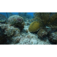 A dead coral skeleton (left) next to a healthy Diploria labyrinthiformis colony (right)  Oceana /Juan Carlos Bonilla