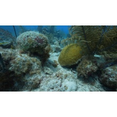 A dead coral skeleton (left) next to a healthy Diploria labyrinthiformis colony (right) © Oceana /Juan Carlos Bonilla