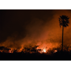 Fire sweeps through Otuquis National Park , Bolivia (c) Jaime Rojo | WWF US