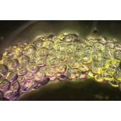 MIT and Harvard researchers have developed computational models that can predict the properties of materials made from squishy hydrogel blocks.
Credits:
Image: courtesy of the researchers