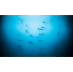 Protecting and conserving 30% of the world’s ocean by 2030 is a task of global magnitude, writes WWF Oceans Practice Leader Pepe Clarke.