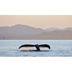 A humpback whale in Canadian coastal waters.
 Andrew S. Wright / WWF-Canada