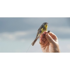 Research ecologist Nathan Cooper holds a radio-tagged Kirtland’s Warbler just before releasing it in The Bahamas. Credit: Tim Romano/Smithsonian