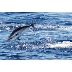 Tuna play important roles in ocean ecosystems, and overfishing harms ocean health – which is bad for the planet as a whole, says WWF Oceans Practice Leader Pepe Clarke.
