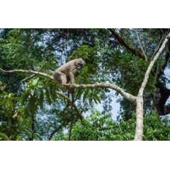 Low angle view of a monkey in a tree, taken in Calabar, Nigeria