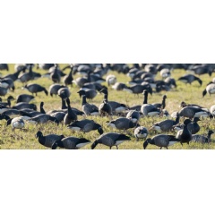 A flock of dark-bellied brent geese on Northey Island, Essex |  National Trust Images / Justin Minns