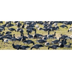 A flock of dark-bellied brent geese on Northey Island, Essex | © National Trust Images / Justin Minns