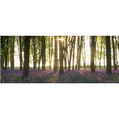 Bluebells in the early morning sun at Badbury Clump, on the Buscot and Coleshill Estates |  National Trust ImagesDavid Sellma