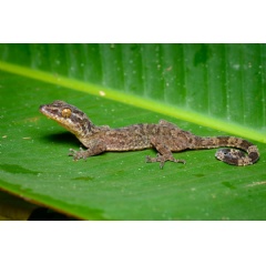 Thailand’s bent-toed gecko, named after a mythical tree nymph Rukha Deva, was discovered in the Tenasserim Mountains bordering Myanmar.
© Thai National Parks / Creative Commons