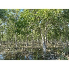  Pyi Soe Aung / WWF-Myanmar