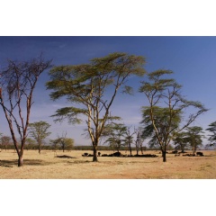 Africa, Kenya, Safari image. Pixabay
