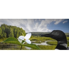 Statement from Ecojustice on Ontarios reversal of Greenbelt plan