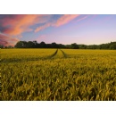 Ceres applauds Farm Bill extension, urges expansion of climate-smart investments in 2024