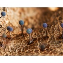 Microscopic Martian landscape hidden within a leaf wins the Royal Society Publishing Photography Competition