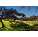 Sasaki to Lead Planning for New San Antonio Arboretum in South Texas