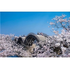 Kintaikyo Bridge, Yamaguchi Prefecture  JNTO