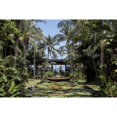 Lotus ponds at Anantara Bophut Koh Samui Resort, one of the properties featured in ’The White Lotus’ Season 3.