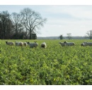 Muntons lends support to regenerative farming project