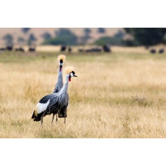 African Crowned Crane (Balearica regulorum) at Ol Pajeta Conservancy, Kenya.  Harish Segar / WWF.