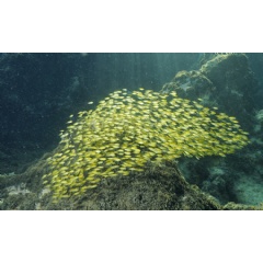Usually found in tropical waters, invasive rabbitfish have colonized large stretches of the coast of Türkiye
