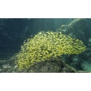 Coping with change in a warming Mediterranean
