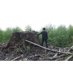 Rainforest Tree Stump Stands in a Forestry Concession in West Kalimantan
 Greenpeace